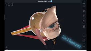3D Anatomy Optic Nerve Cnii Introduction