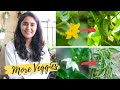 Vegetable Gardening: To avoid flower dropping in Chilli, Cucumber, Capsicum follow my suggestions