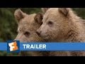 Bears Official Trailer HD Trailers FandangoMovies 