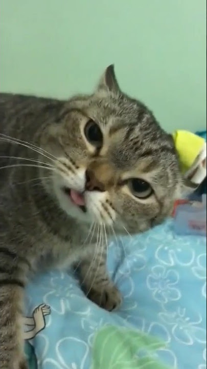 mentahan background meme tiktok