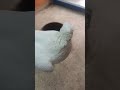 السحر المقرون بالطيور