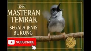 Masteran Ciblek Kristal Ngebren Kasar Panjang | Suara Ganas Bikin Emosi Makin Gacor! #ciblekkristal