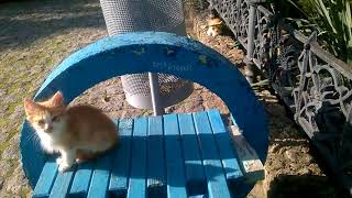КОШКИ И КОТЫ МИМО ПРОЙТИ ИХ НЕВОЗМОЖНО КОШКИ И КОТЫ МИМО ПРОЙТИ ИХ НЕВОЗМОЖНО