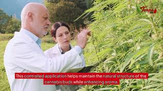 Does Terpene Spray Change the Taste of Buds? – Terps USA®