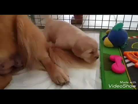 Video: Come Allevare Terrier Giocattolo