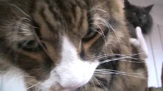 Zacke Vill Filma Med Bamse O Brorsan Elvis Med Alla Vackra Ponchos Från Katt4You.se