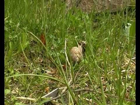 The World's fastest snail.MP4