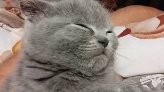 Котенок засыпает сидя / Kitten falls asleep sitting Котенок засыпает сидя / Kitten falls asleep sitting