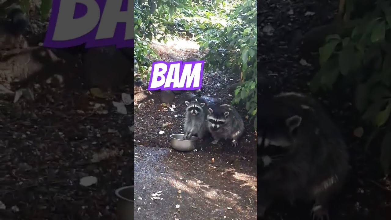 Lil Mama Rac and Her Adorables Huddle Around the Breakfast Bowl 