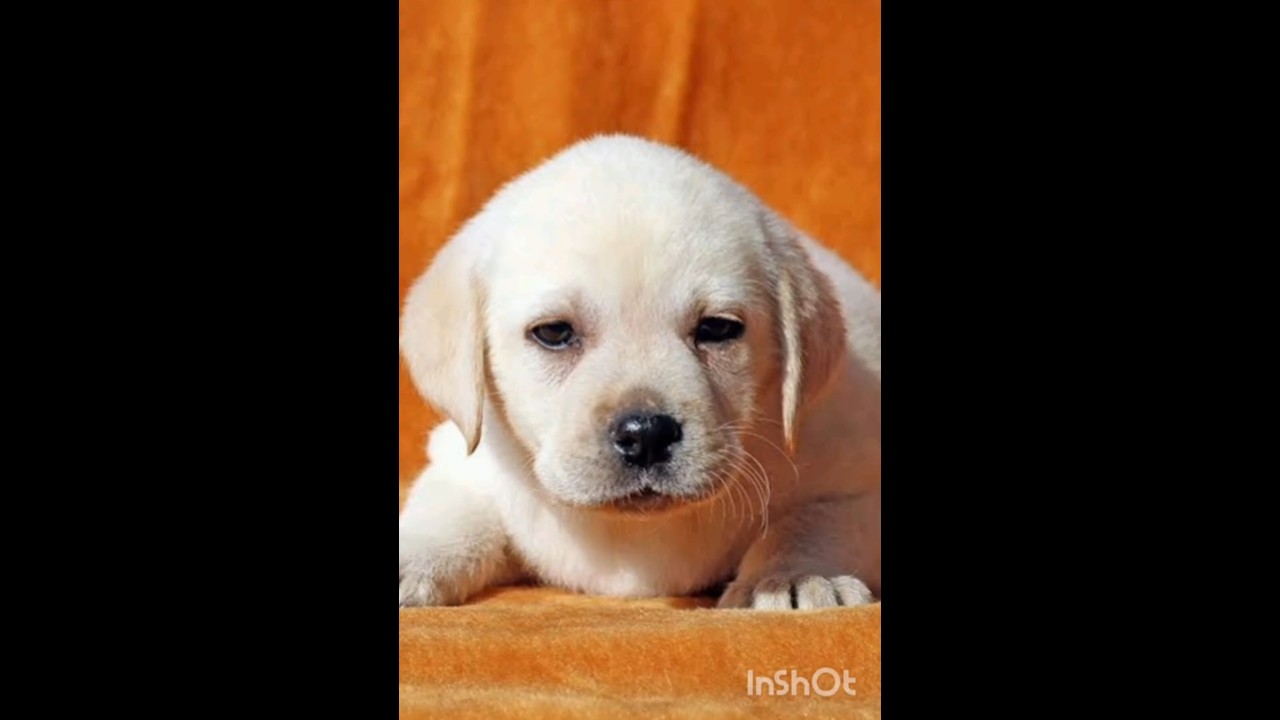 6 Colors of Labrador Puppy to Adult 🐕 | Watch Them Grow 😍 | Most Loved Dog Breed