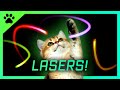 Le jeu laser ultime  parfait pour amuser chats et chatons 