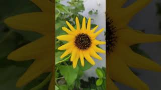 🌸✨🌿RangoonCreeper #FreshFlowers #FlowerLovers #NatureBeauty #BloomingFlowers #GardenVibes #Flowers
