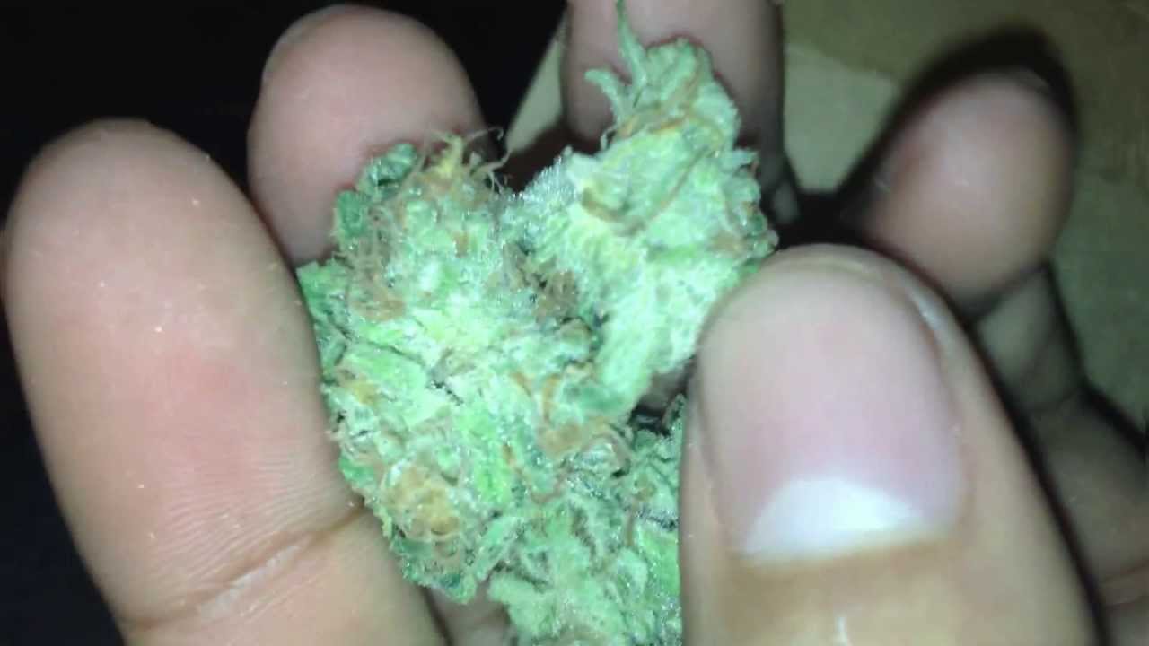 BlueDream Strain (Blueberry X Haze)