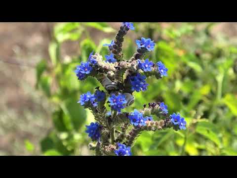 Wiązowiec Celtis, farbownik Anchusa, złotorost Xanthoria i Wyspa św. Tomasza; Henryk Różański
