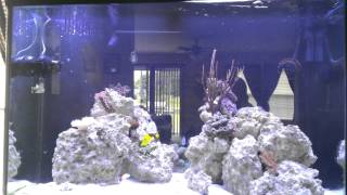 Jebao WP25 wavemaker