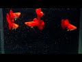 Ab(Albino) Red Rose Hm(Half Moon) Guppy Fish - Youtube