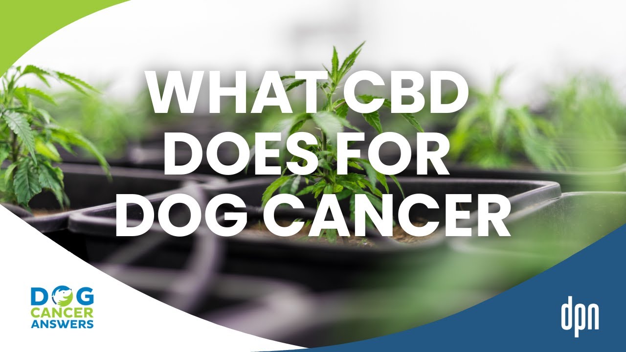 Healing Herb or Overly Hyped -- Can CBD Cure Dog Cancer? | Dr. Narda Robinson