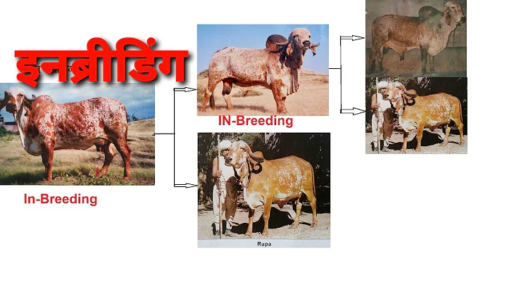 Inbreeding | इनब्रीडिंग | Gir Cattle Breeding Hindi|