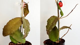 Hoya Caudata Sumatra Part 01 Plant Vlog 312