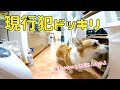 進入禁止のキッチンにお留守番中入っているところを出かけたふりしていきなり現れるドッキリしたらコーギーのほうが賢すぎてやばい