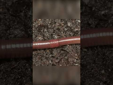 зрение дождевого червя #shorts #биология