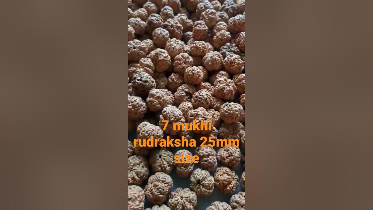 7 Mukhi Rudraksh ka sabse bada size nepali rudraksha 7 Mukhi 8878850843