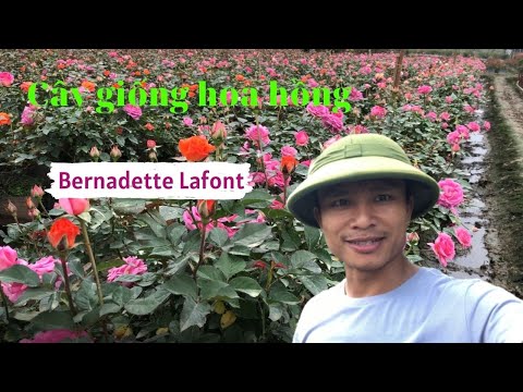 Cây giống hoa hồng bụi sai hoa Bernadette Lafont I Hoa hồng thơm