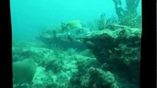 Diving With Lemon Sharks - Shark Savers
