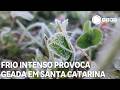 Frio intenso provoca geada na Serra Catarinense