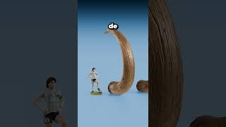 Dientes ballena narval vs Dientes Godzilla😨 #curiosidades