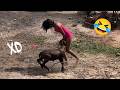 SI TE RÍES PIERDES NIVEL DIOS ???? TOP 100 VIDEOS MÁS GRACIOSOS DE TODOS LOS TIEMPOS ???? #42
