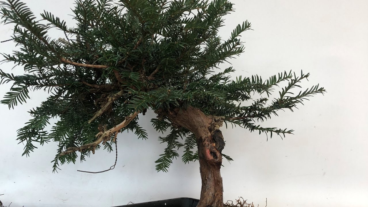 Taxus Pinching in the spring with Peter Warren