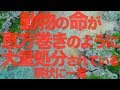 動物愛護法の改正について【せやろがいおじさん】