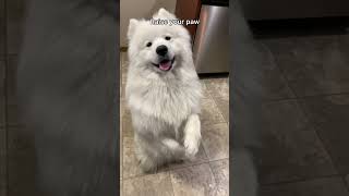 Raise your paw #video #shortsvideo #ytshorts #puppyvideos #dogs #samoyed #videoshort #youtube