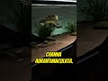 5 Exotic Channa Fish You Should Know Aquarium Fish Shorts mp3