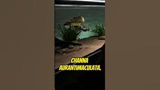5 Exotic Channa Fish You Should Know #aquarium #fish #shorts