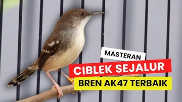 Masteran Ciblek Sejalur Ngebren AK47