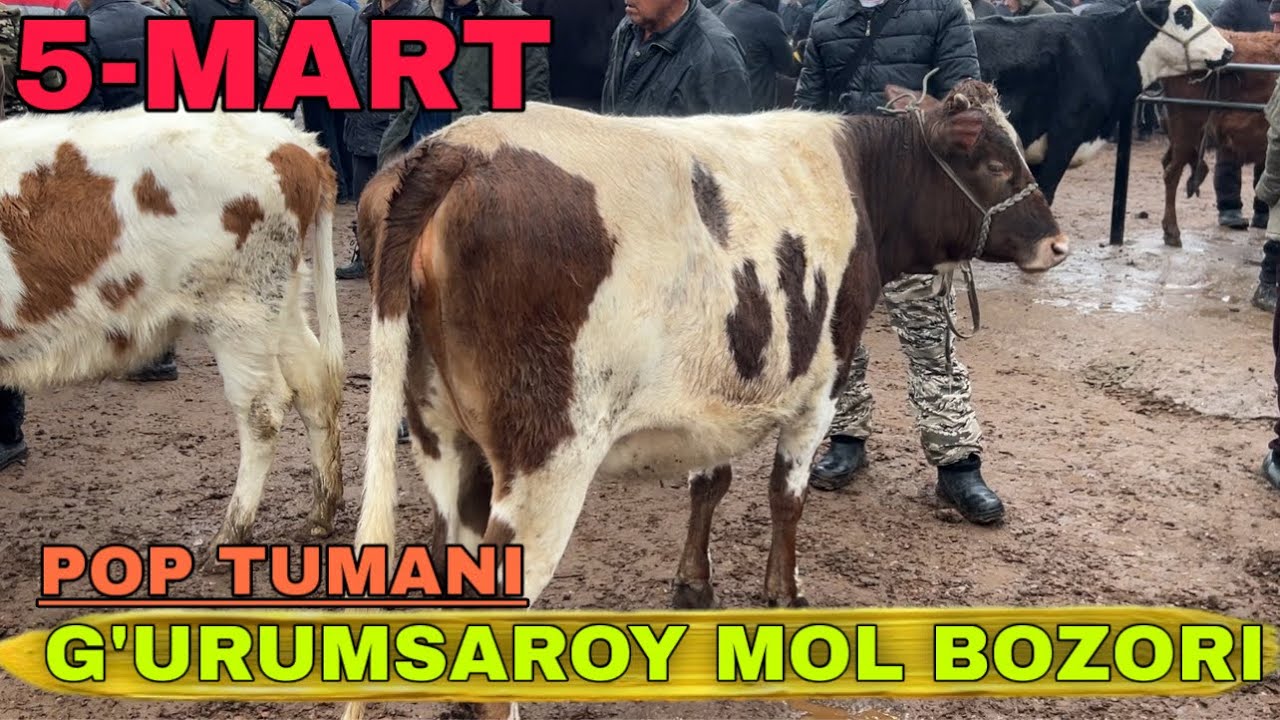 G’urumsaroy mol bozori 2026 | Yomg’irda zo’r bo’ldi