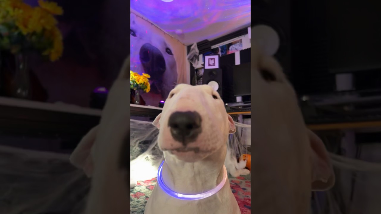 I waited one year to make this Short 