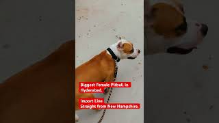- Female Pitbull In Hyderabad Xl Import Blood Top Line Expensive