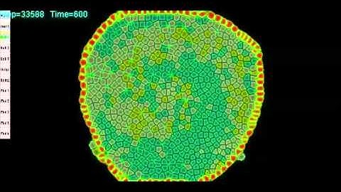 simcells: simulation of a rotational cellular flow