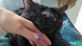Adorable Bombay Cat Purring