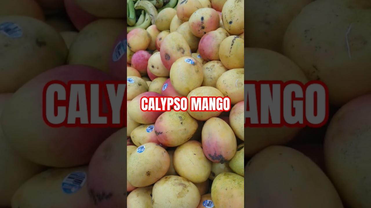 MANGO #shortvideo