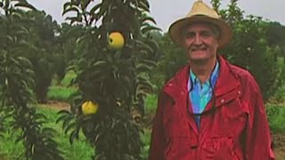 UMD develops new apples to address climate change, labor shortages | NBC4 Washington