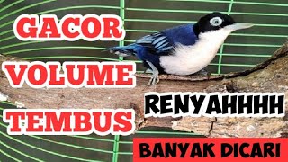 DORAEMON GACOR NEMBAK PANJANG SUARA JELAS || BURUNG MASTERAN WAJIB