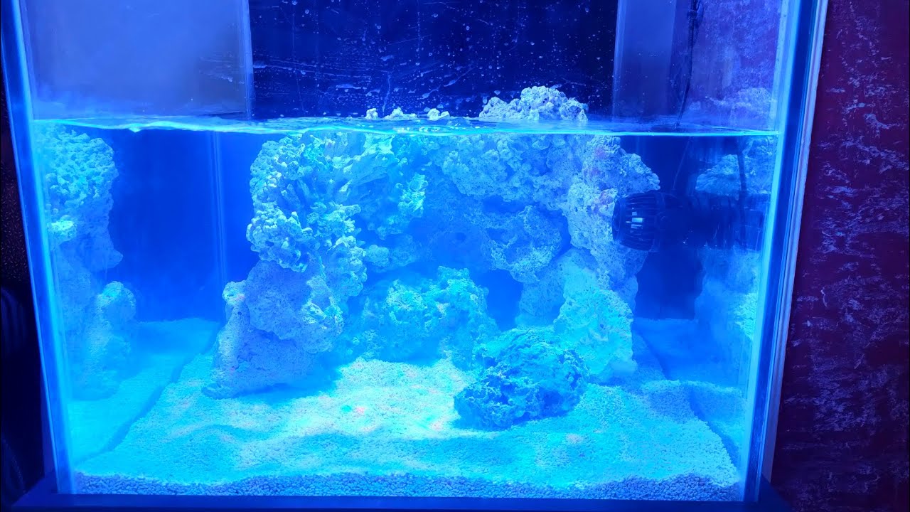 الطريقه الصحيحه لإنشاء حوض سمك البحري الموضوع طلع سهل  سمك مارين من البدايه الجزء الاول 🦐🦈🐠🐟🐋🐬🇪🇬📢📢📢📢