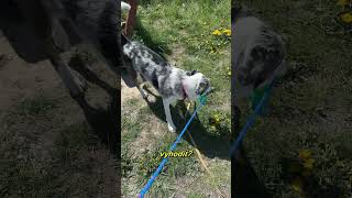 busy board pro psy | DIY projekt v Praze #dogshorts #lifewithdogs #dogmom #diyprojects #diy
