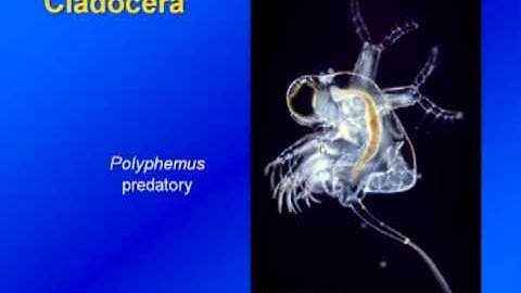 Limnology - Zooplankton Diversity & Ecology