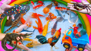 Cùng Bạn Gà Bắt Con Cá Sấu Khổng Lồ, Con Cua, Baba Con, Cá Koi, Tôm, Con Vịt - Phần 13