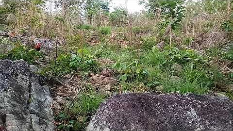 Bẫy gà rừng sáng ngày 15/5/2019/dib qaib qus  bán gà mồi  muas qaib cuab  0338008386/0945620414